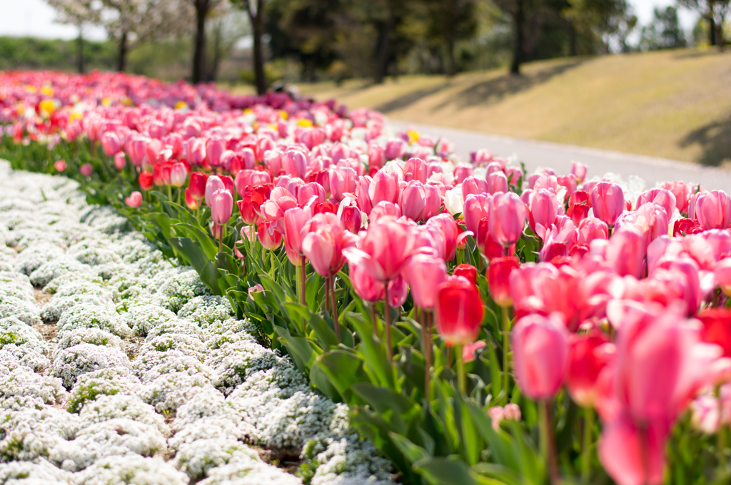 吉田公園のチューリップ