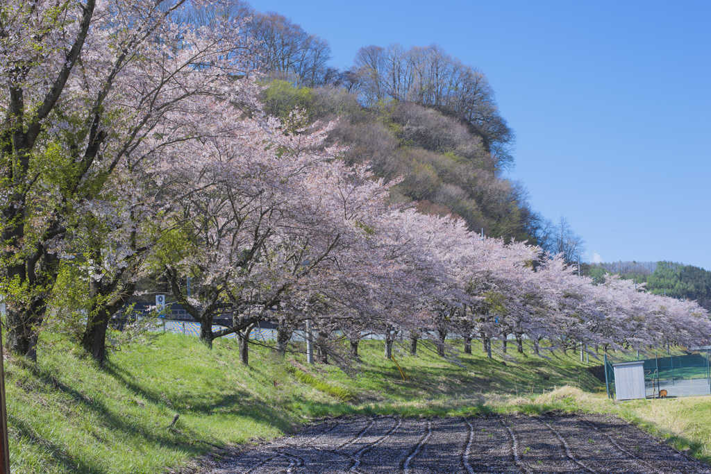 上州三原の桜並木【壱】