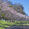 上州三原の桜並木【壱】