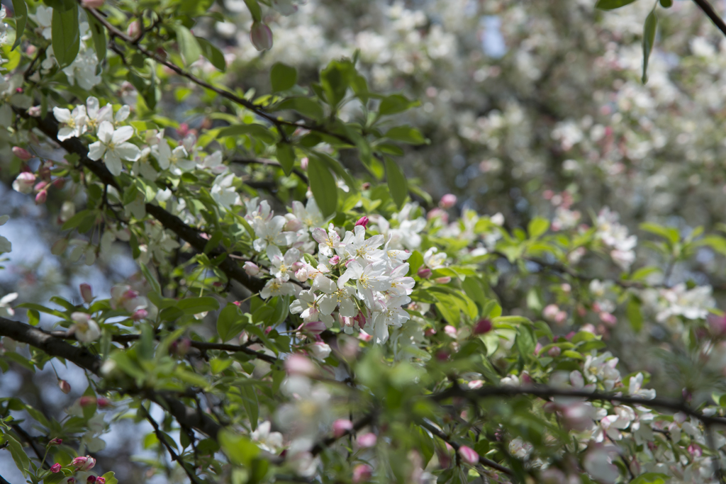 この花、なんて名前の花？