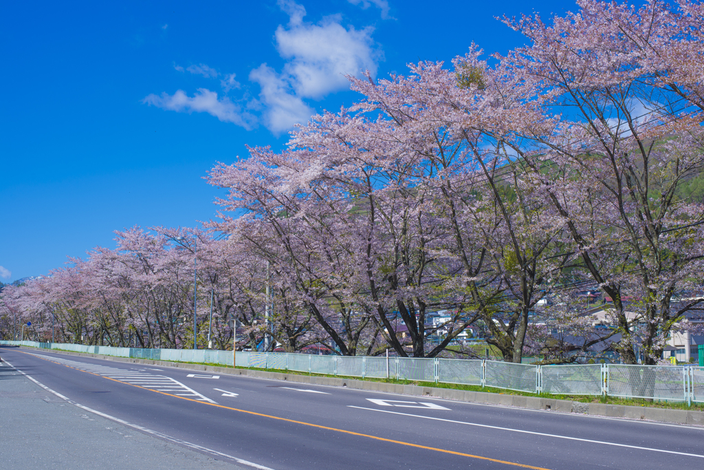 上州三原の桜並木【参】