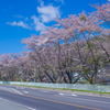 上州三原の桜並木【参】