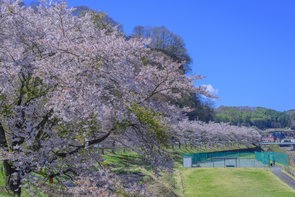 上州三原の桜並木【弐】