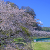 上州三原の桜並木【弐】