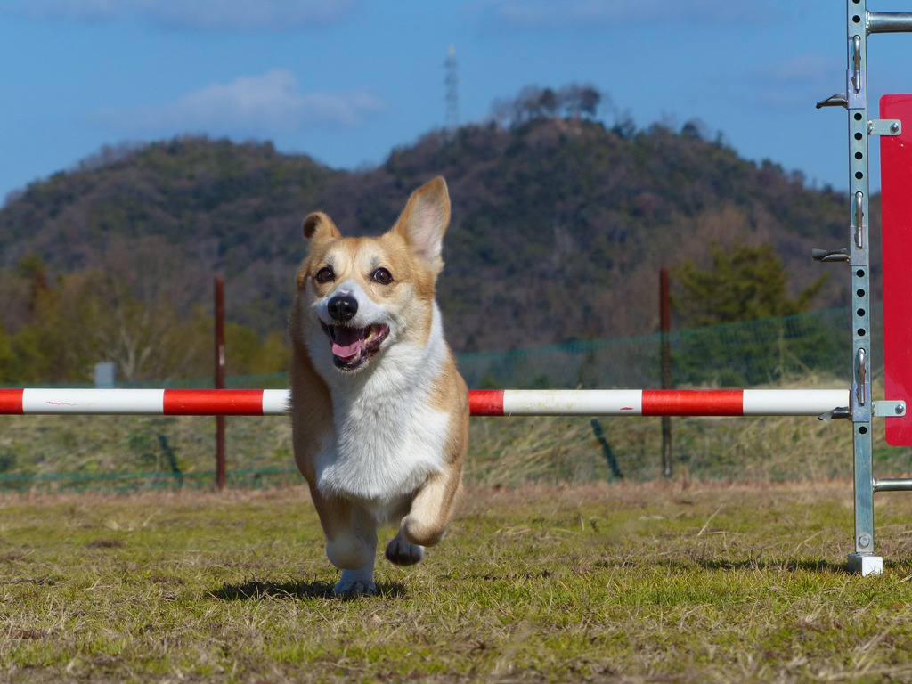 ぼく　跳んだよ、跳んだよ！
