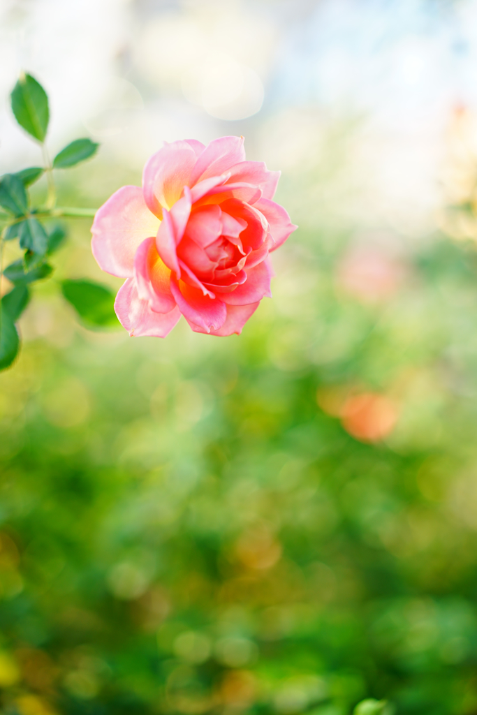 きらめきの薔薇