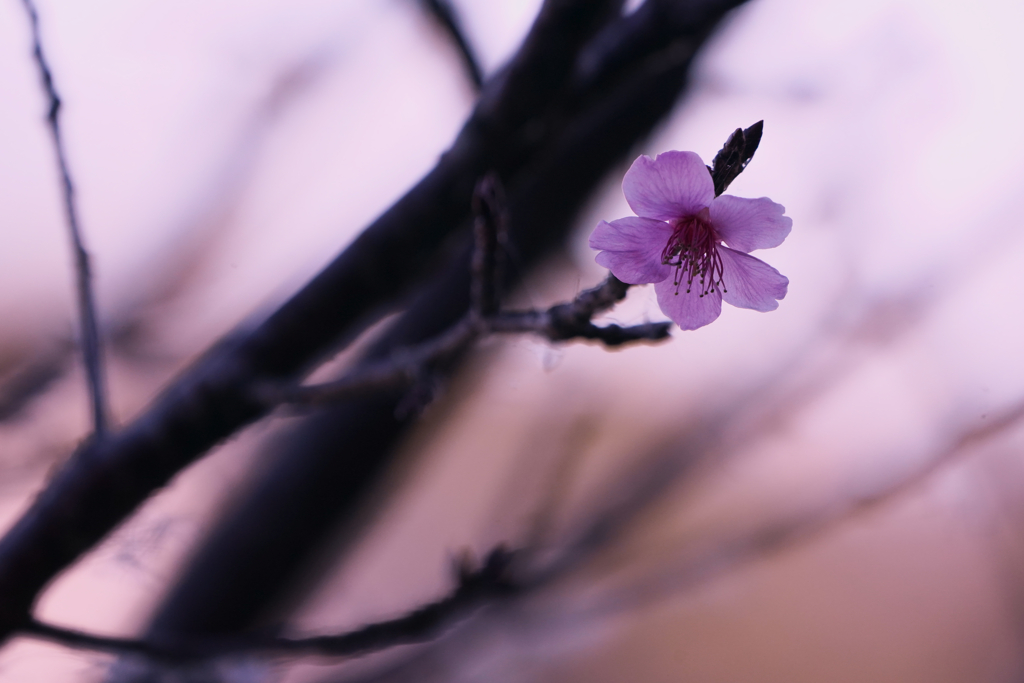 冬桜