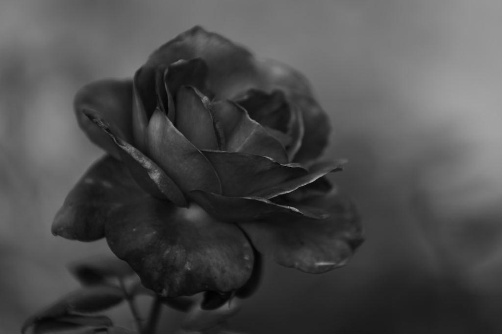 monochro rose
