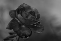 monochro rose