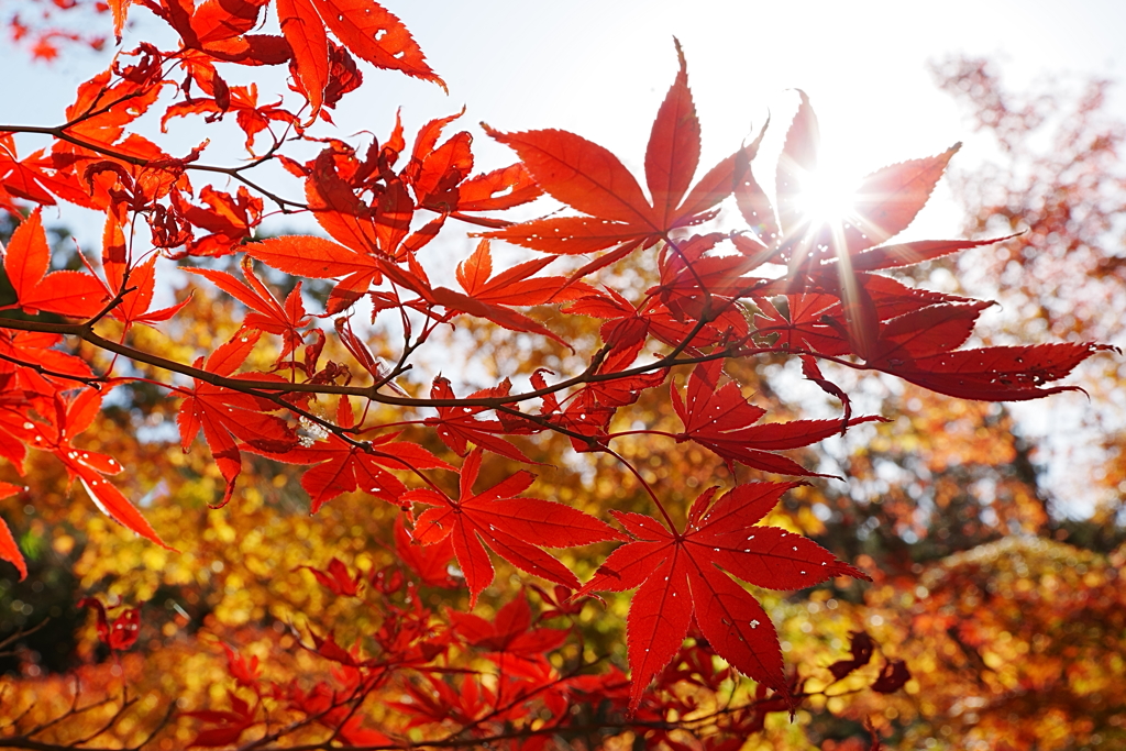 法多山の紅葉　2