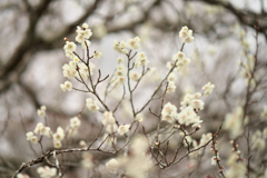 岩本山公園　梅散策