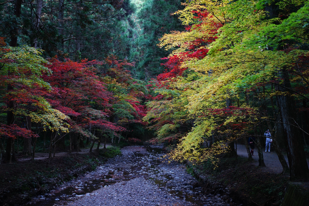 暗がりの紅葉