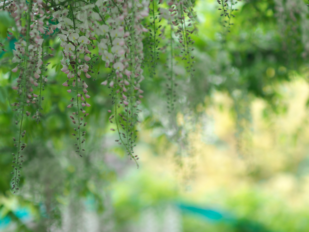 wisteria