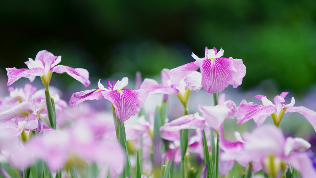 花菖蒲