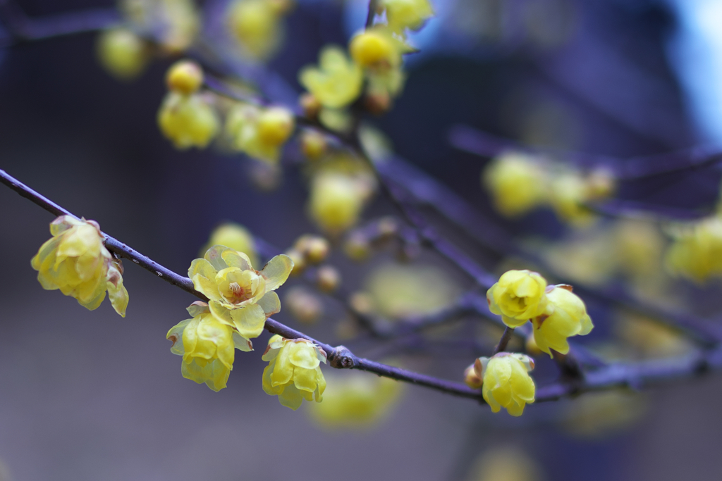 黄色い花の咲く季節