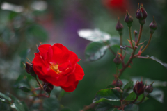 薔薇