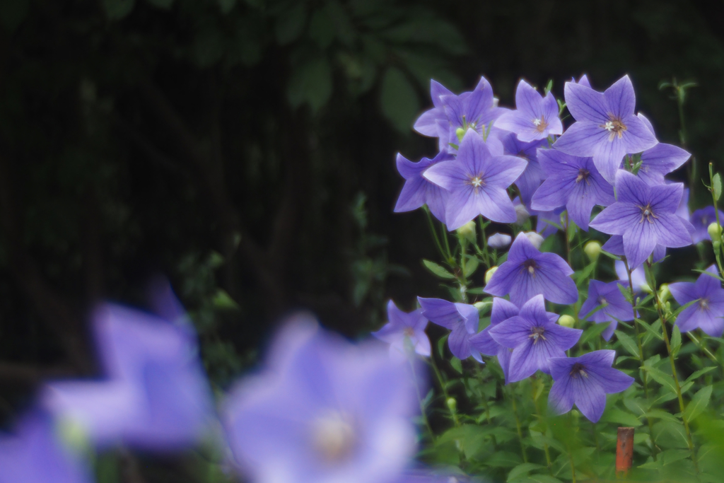 夏に咲く星の花