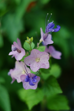 おもしろ花