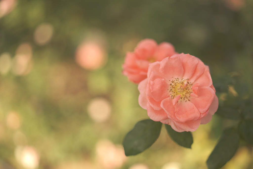 この薔薇に誘われて