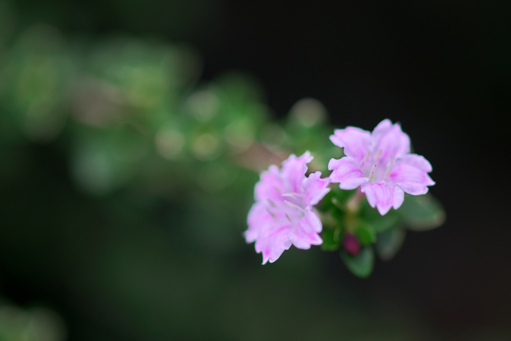 小さな花