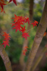 森の紅葉