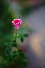 A Rose