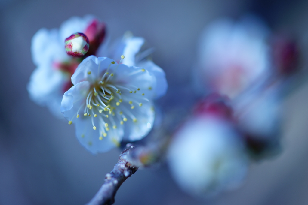 梅の花