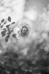 Wrapped in light