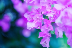 ブーゲンビリア