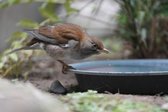 動物園の鳥さん　23 　シロハラさん