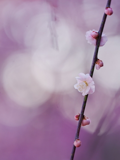 木漏れ日に薄紅梅