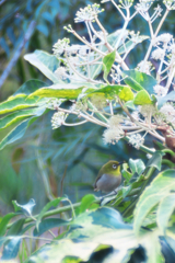 ヤツデとメジロさん