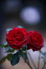 薔薇の花を君に