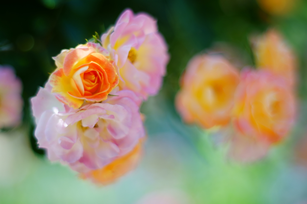 薔薇