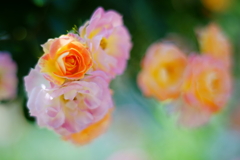 薔薇
