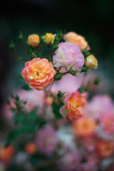 薔薇