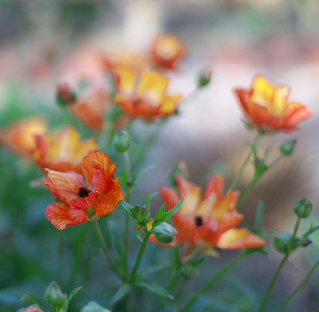 オレンジの花