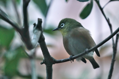 動物園の鳥さん　6　メジロさん
