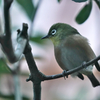 動物園の鳥さん　6　メジロさん