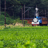 お茶畑とトーマス