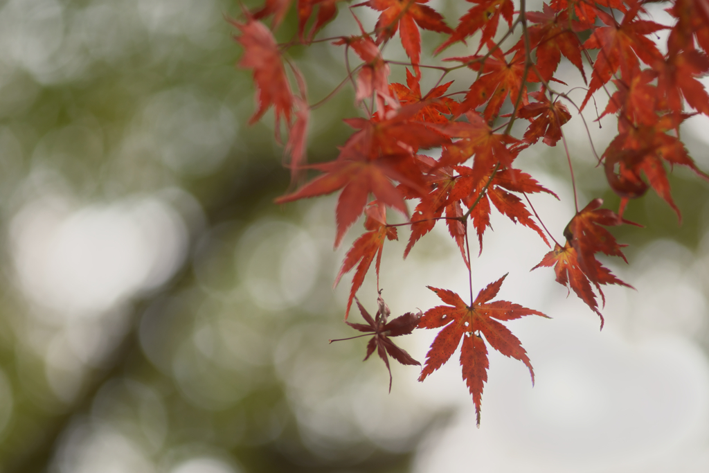 養老公園の紅葉　1
