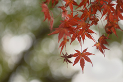 養老公園の紅葉　1