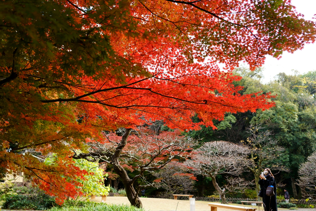 紅を撮る！