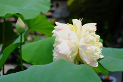 双頭蓮