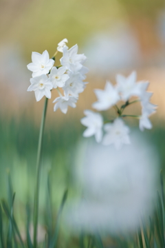 フサザキズイセン