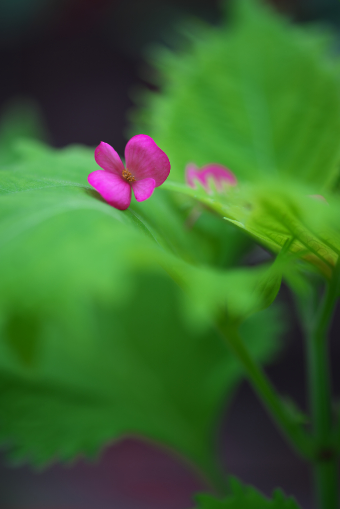 Flowers on leaves