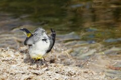 踊るキセキレイさん