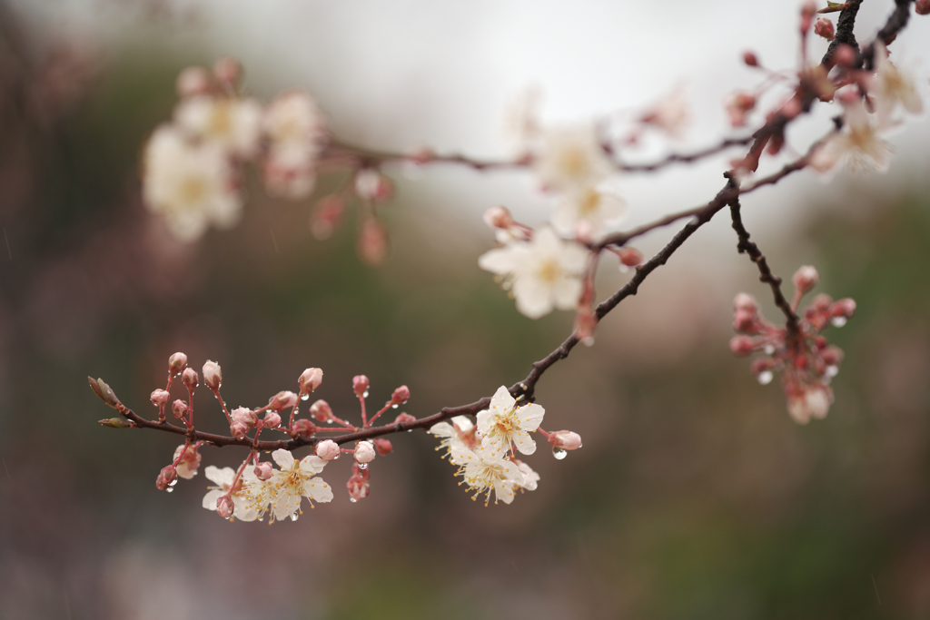 モモの花　2