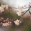 モモの花　2