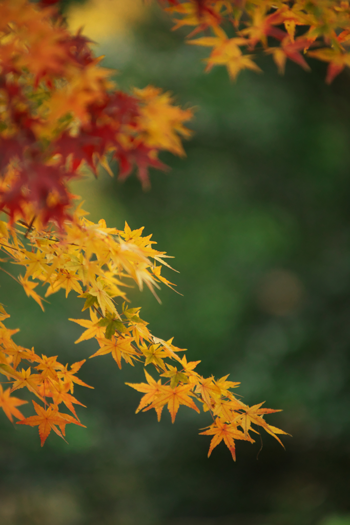 今年最後の紅葉